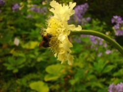 2013-08-18_Regina-F-Rau_Schachen_Blumen  (104).JPG